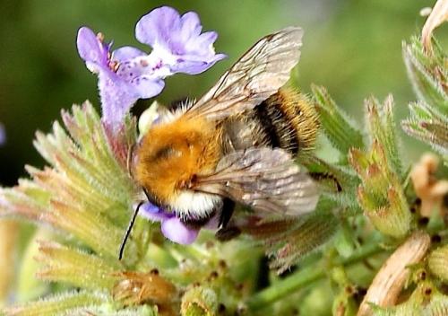 Réf. 247 219 : Bombus pascuorum